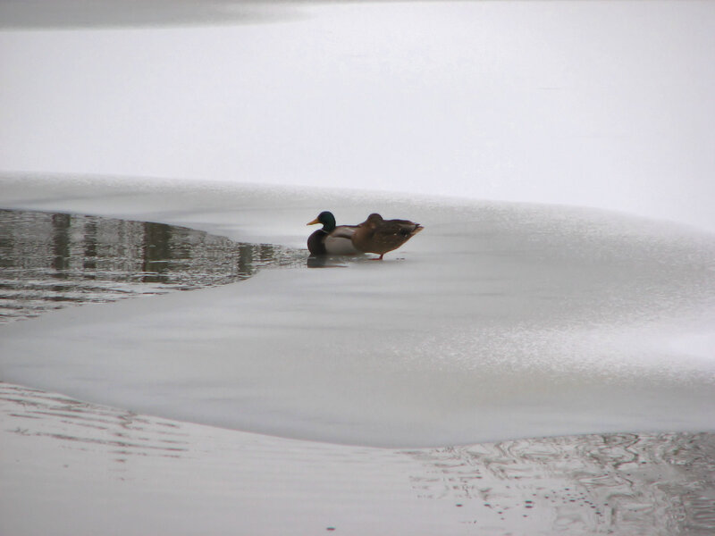 Ducks on Ice