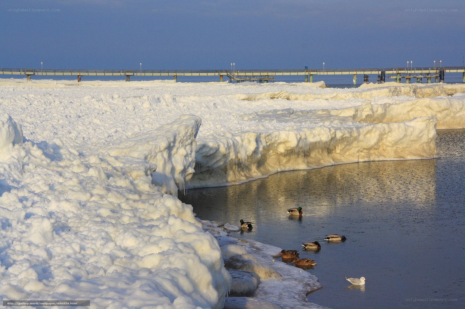 Ducks on icy water with pier