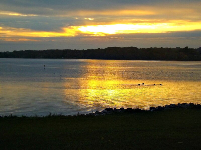 Ducks on Lake at Sunset — Yellow