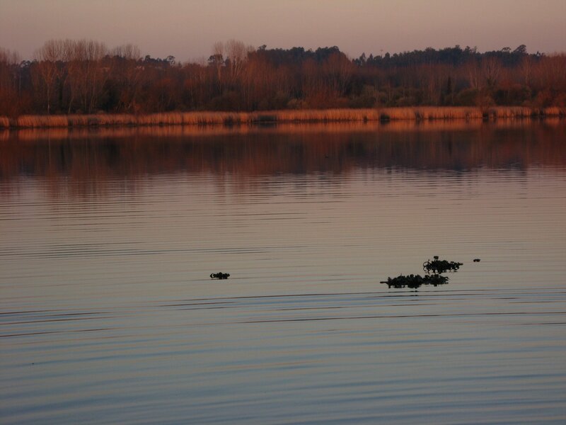Ducks on Lake