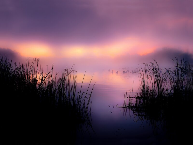 Ducks on Misty Lake