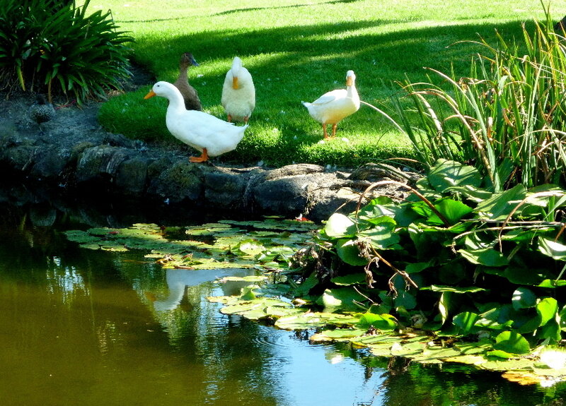 Ducks on Pond Edge