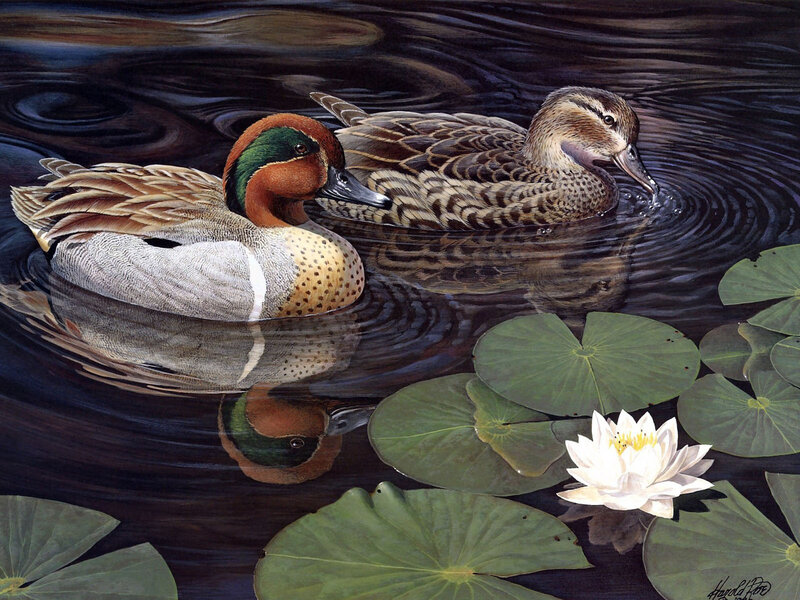Ducks on Pond
