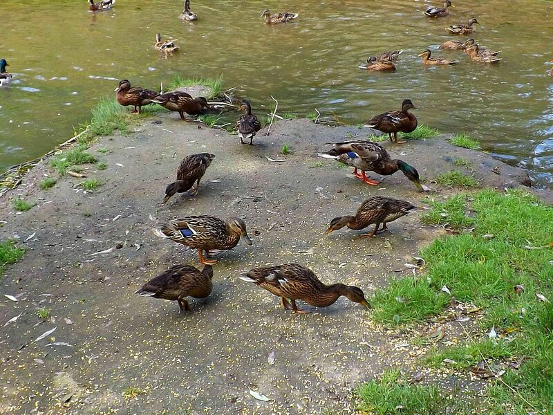 Ducks on Riverbank — Brown