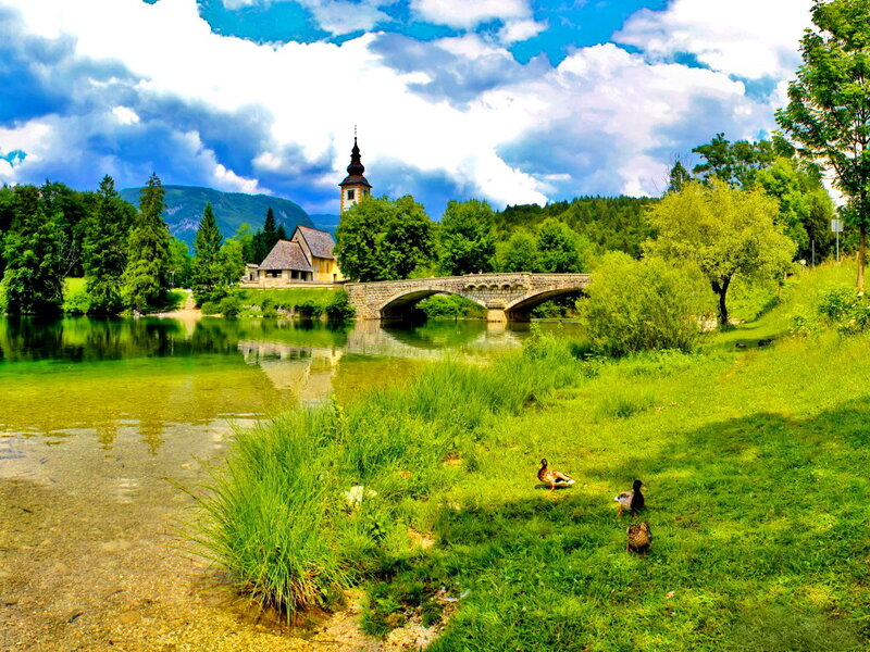 Ducks on Riverbank