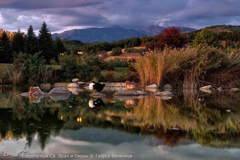Ducks on Rocks in Pond