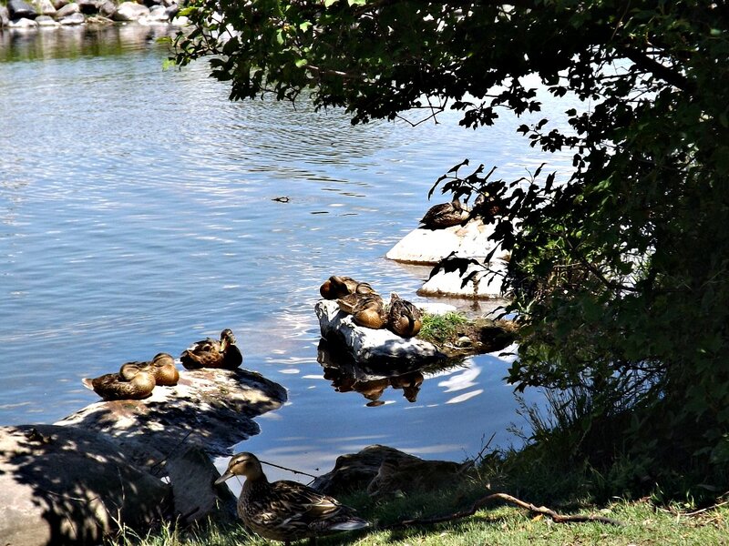 Ducks on Rocks