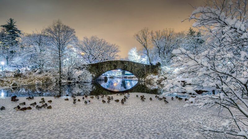 Ducks on Snow Near Bridge