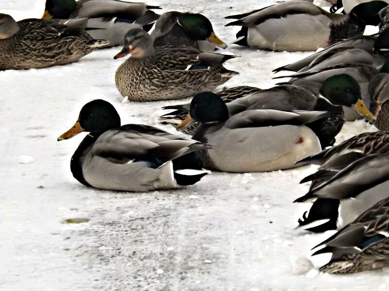 Ducks on Snow