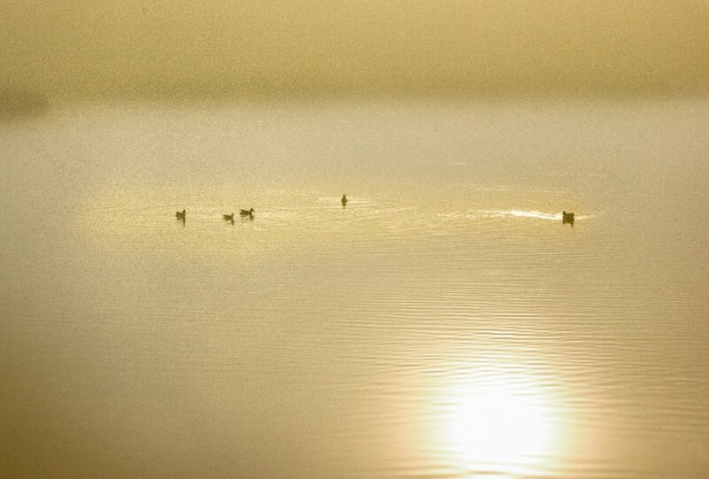 Ducks on Water — Gold