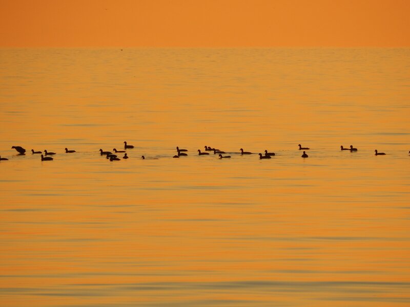 Ducks on Water — Orange, Serene