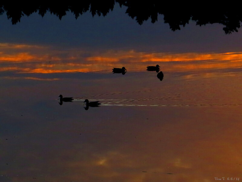 Ducks on Water — Orange