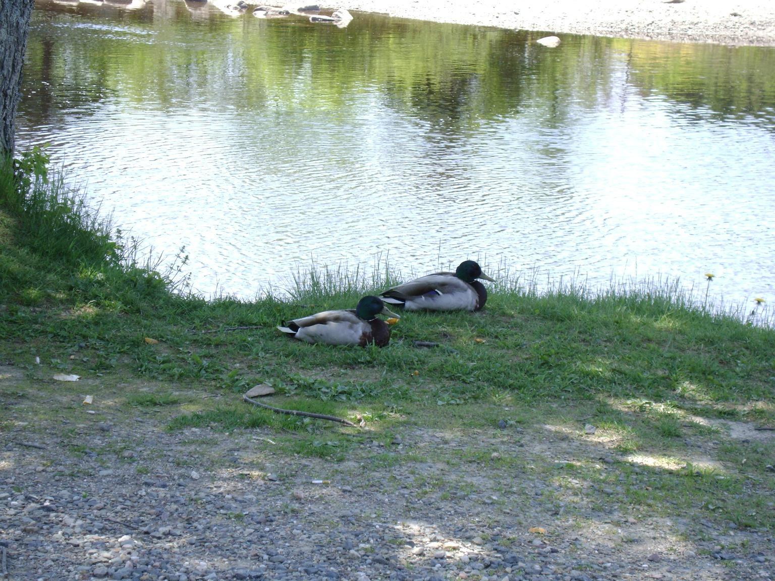 Ducks resting by the pond