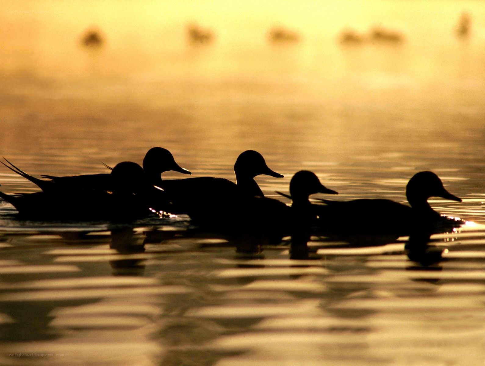 Ducks silhouetted at sunrise