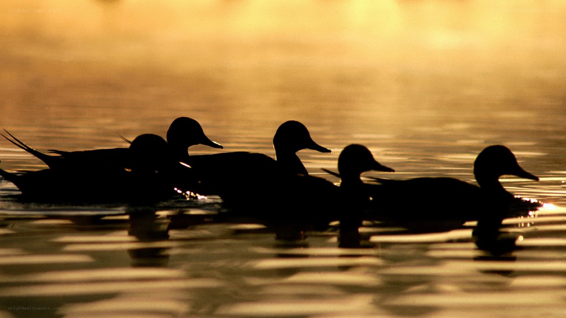 ducks silhouetted at sunrise