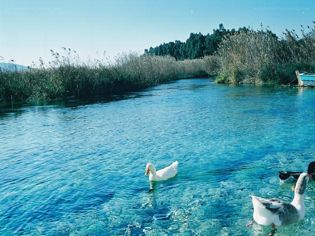 Ducks swimming in a clear river