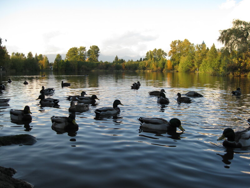 ducks swimming in a lake
