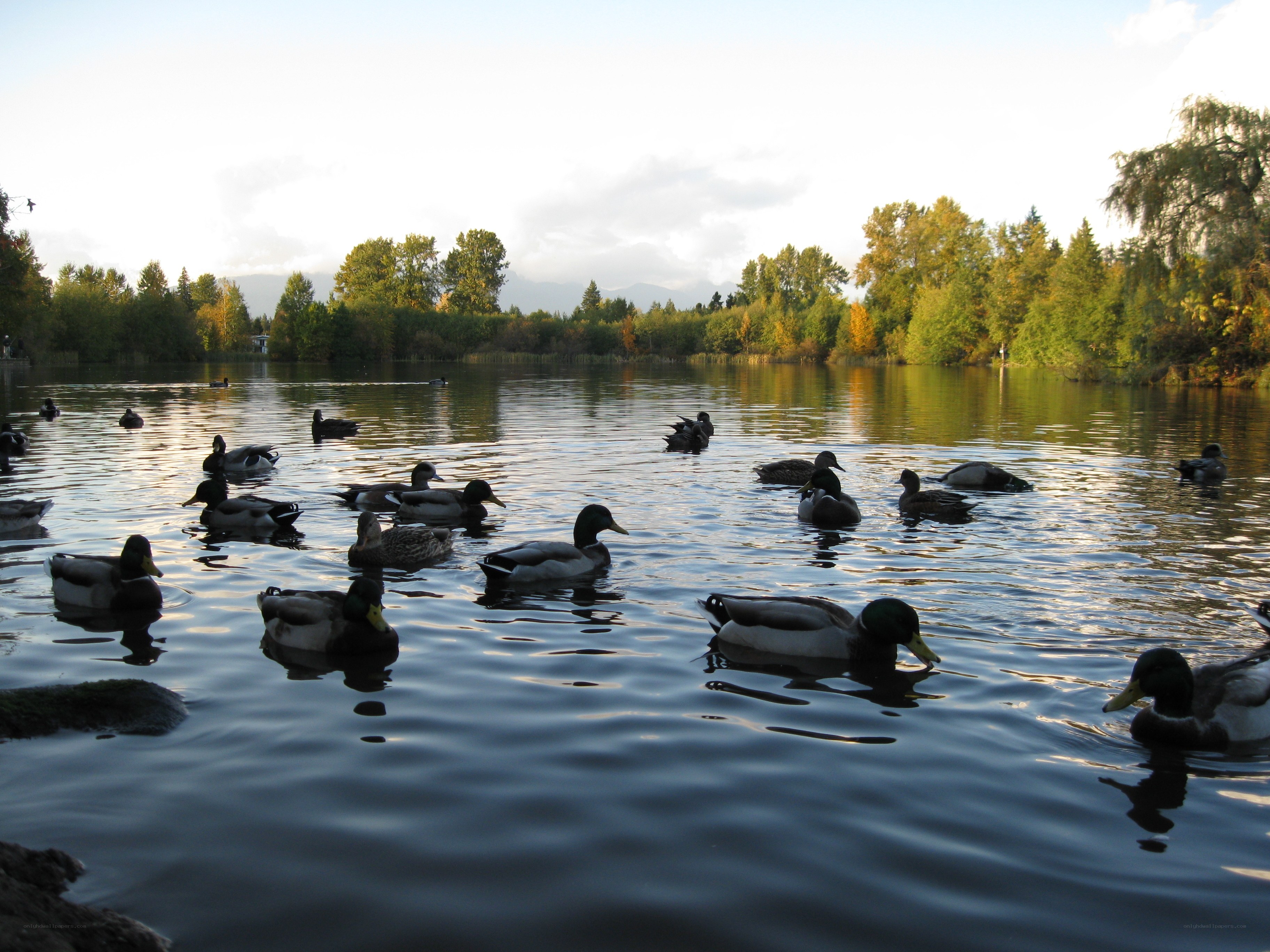 ducks swimming in a lake