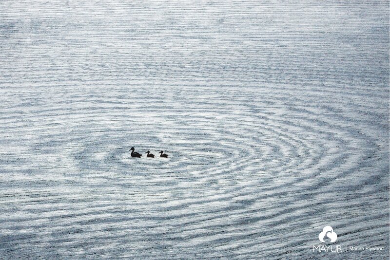 Ducks swimming in a line