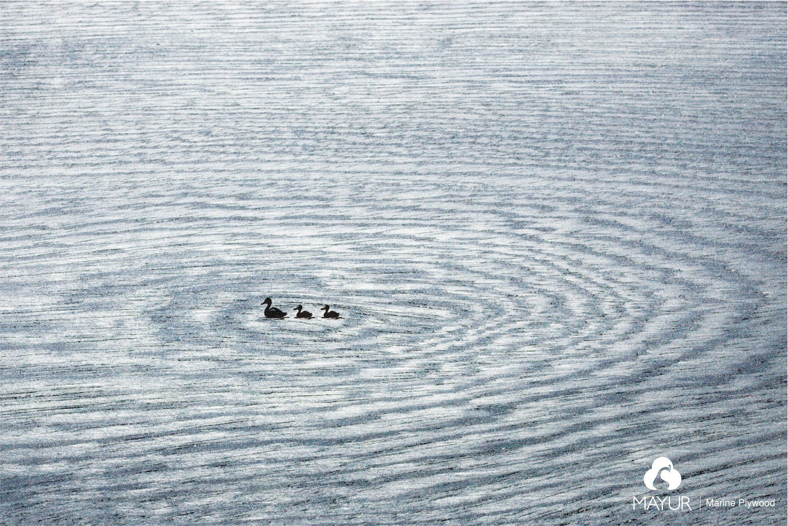 Ducks swimming in a line