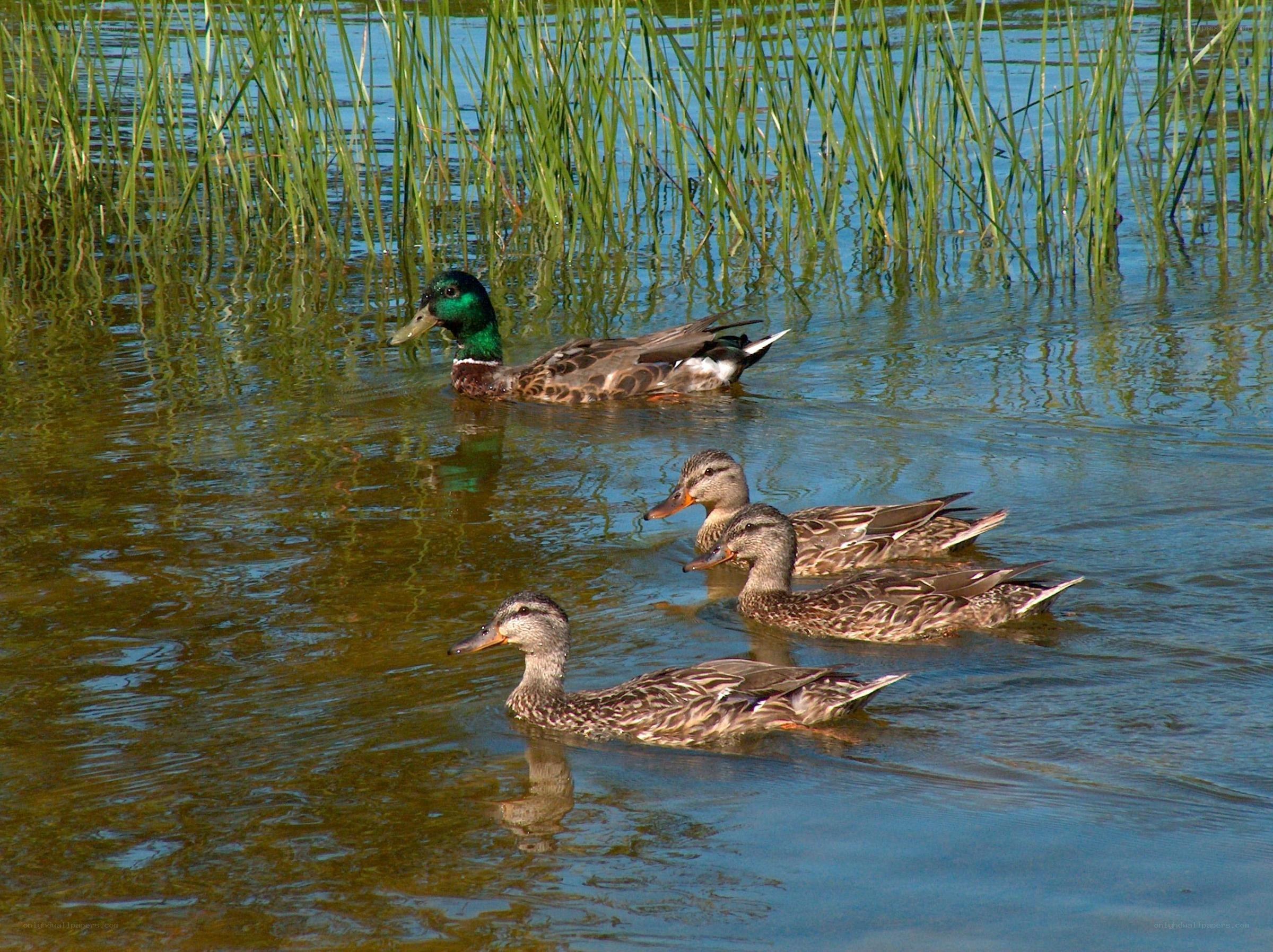 Ducks swimming in a pond