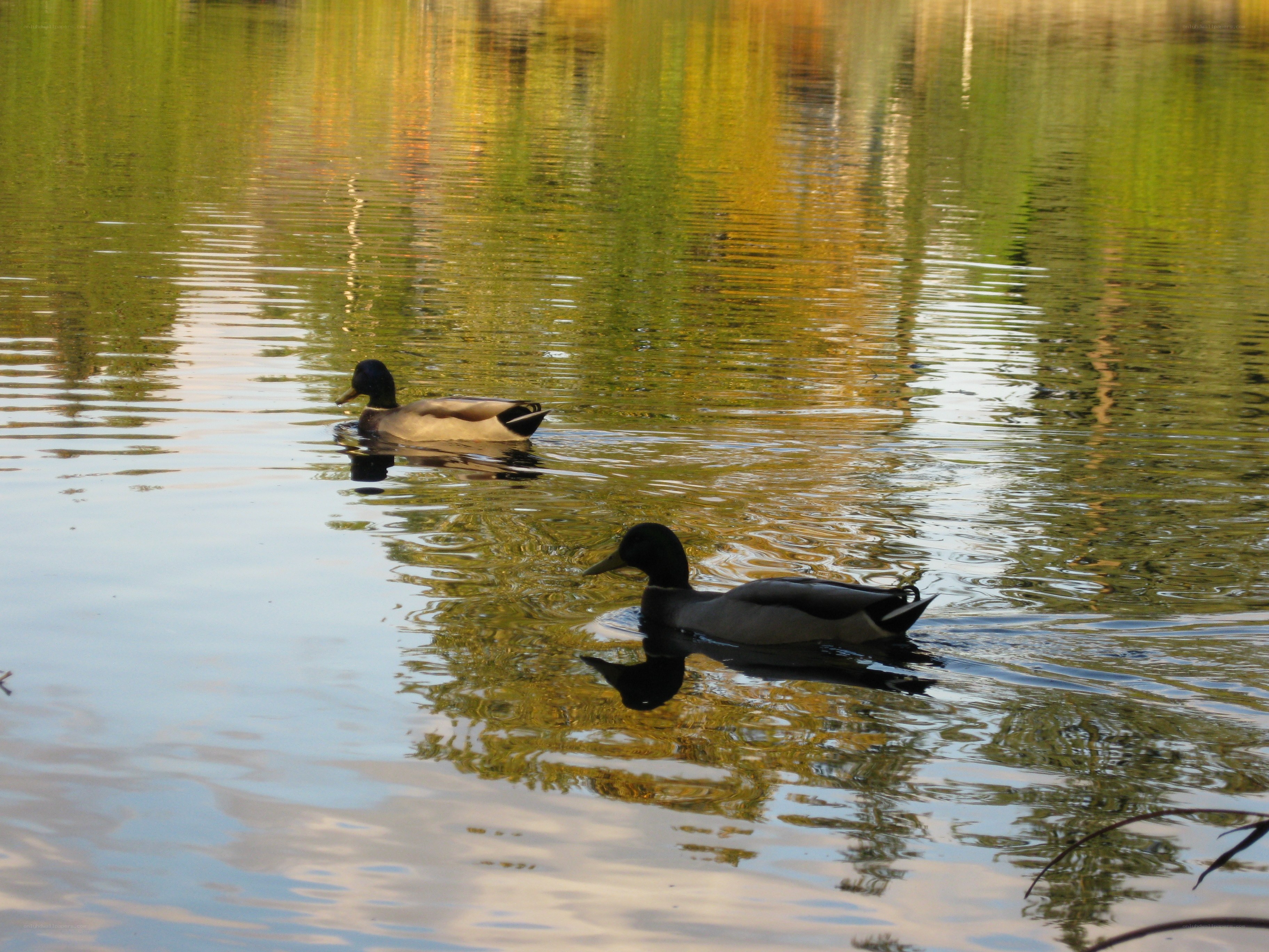 Ducks swimming in a pond