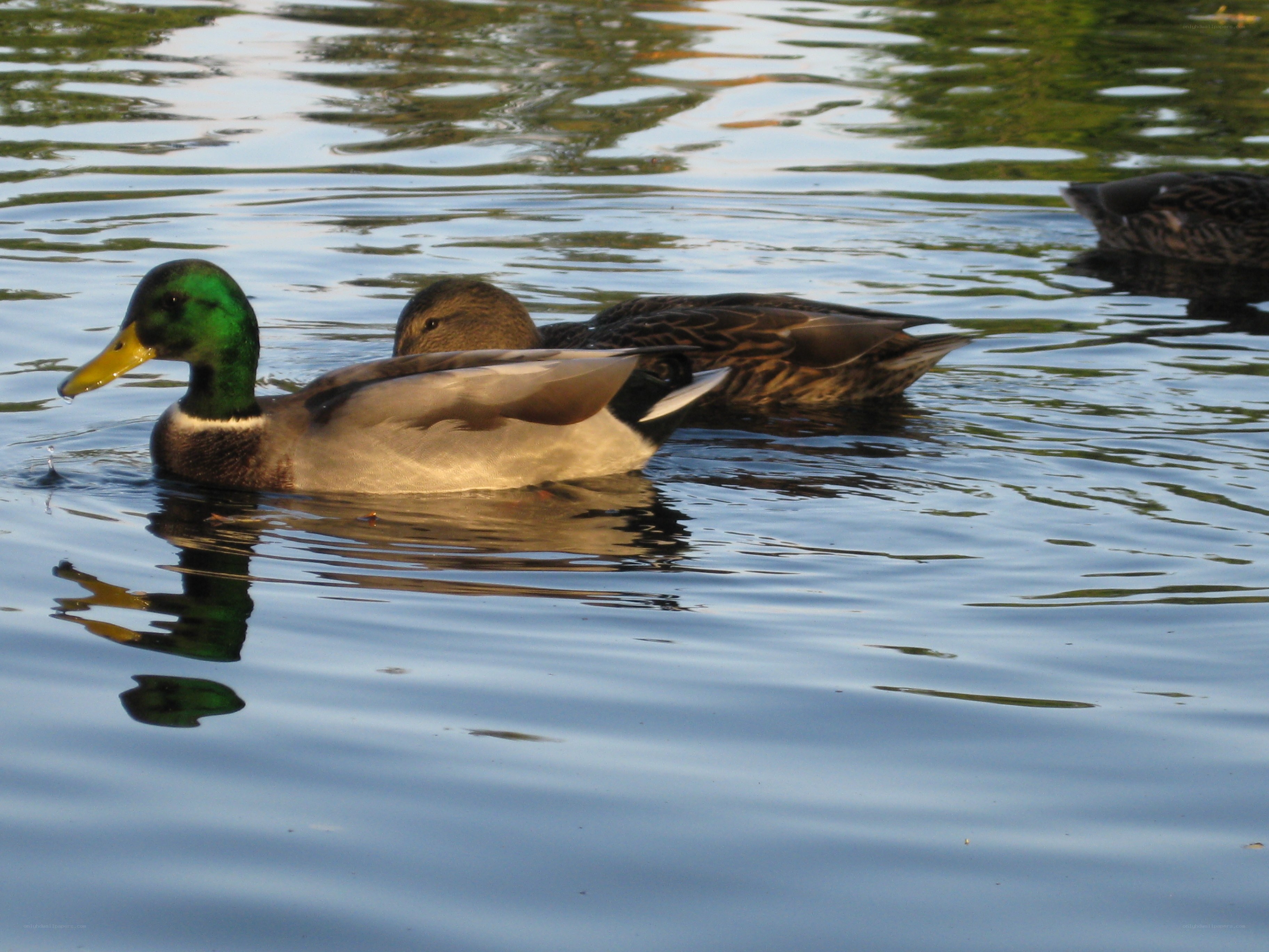Ducks swimming in a pond