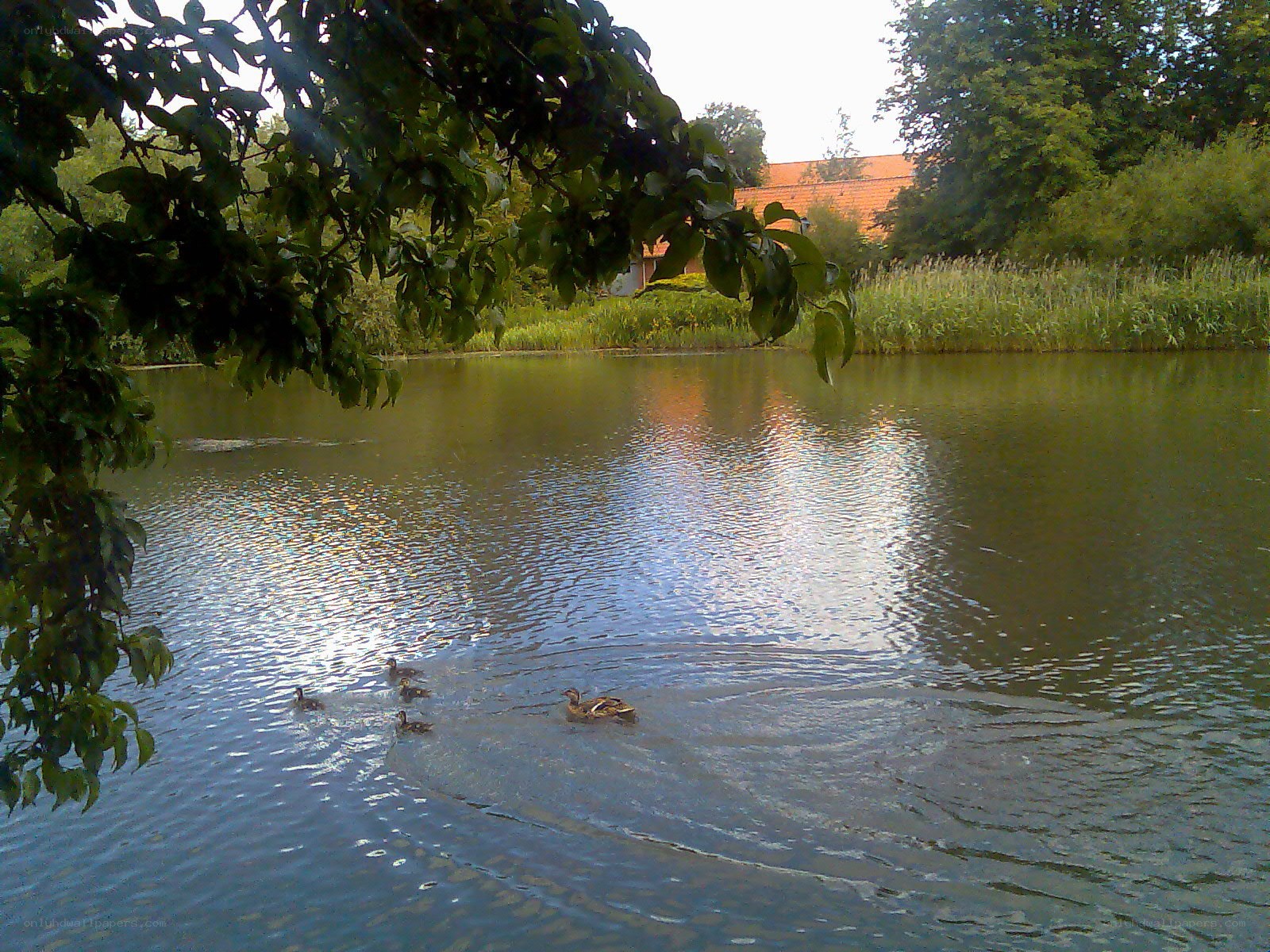 Ducks swimming in a pond