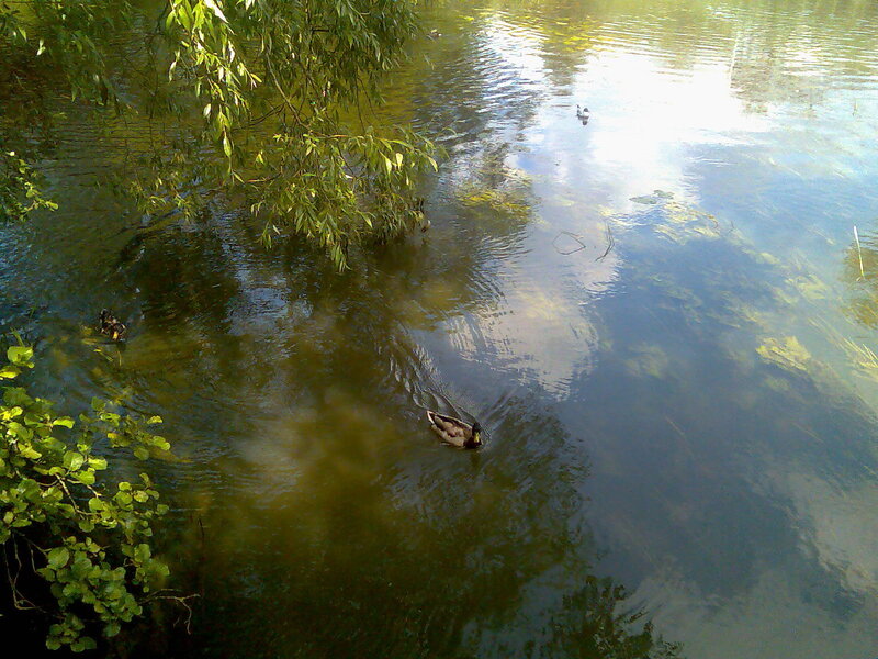 Ducks swimming in a pond