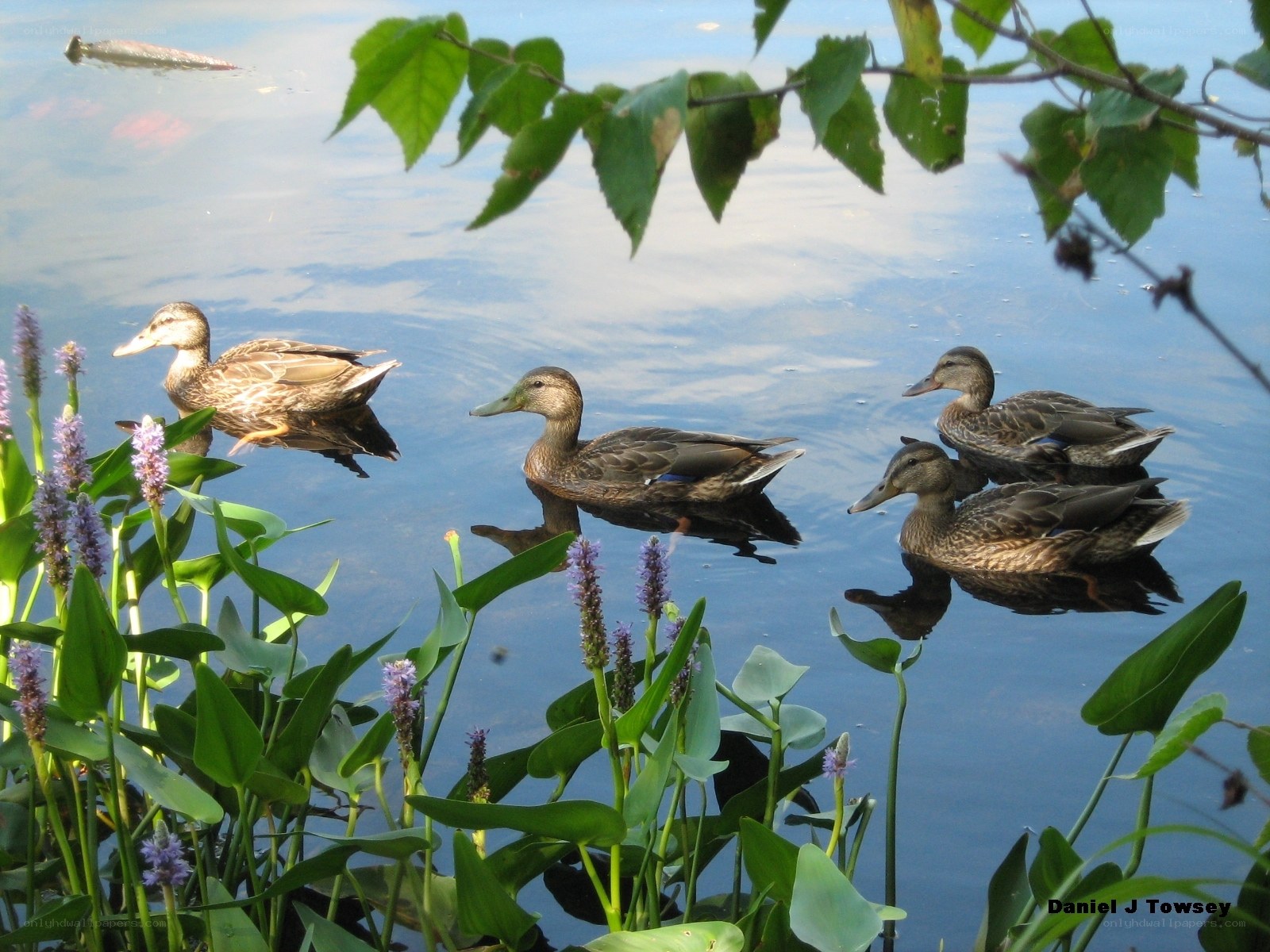 Ducks swimming in a pond