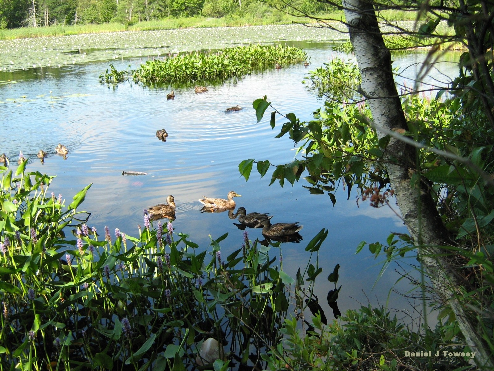 Ducks swimming in a pond