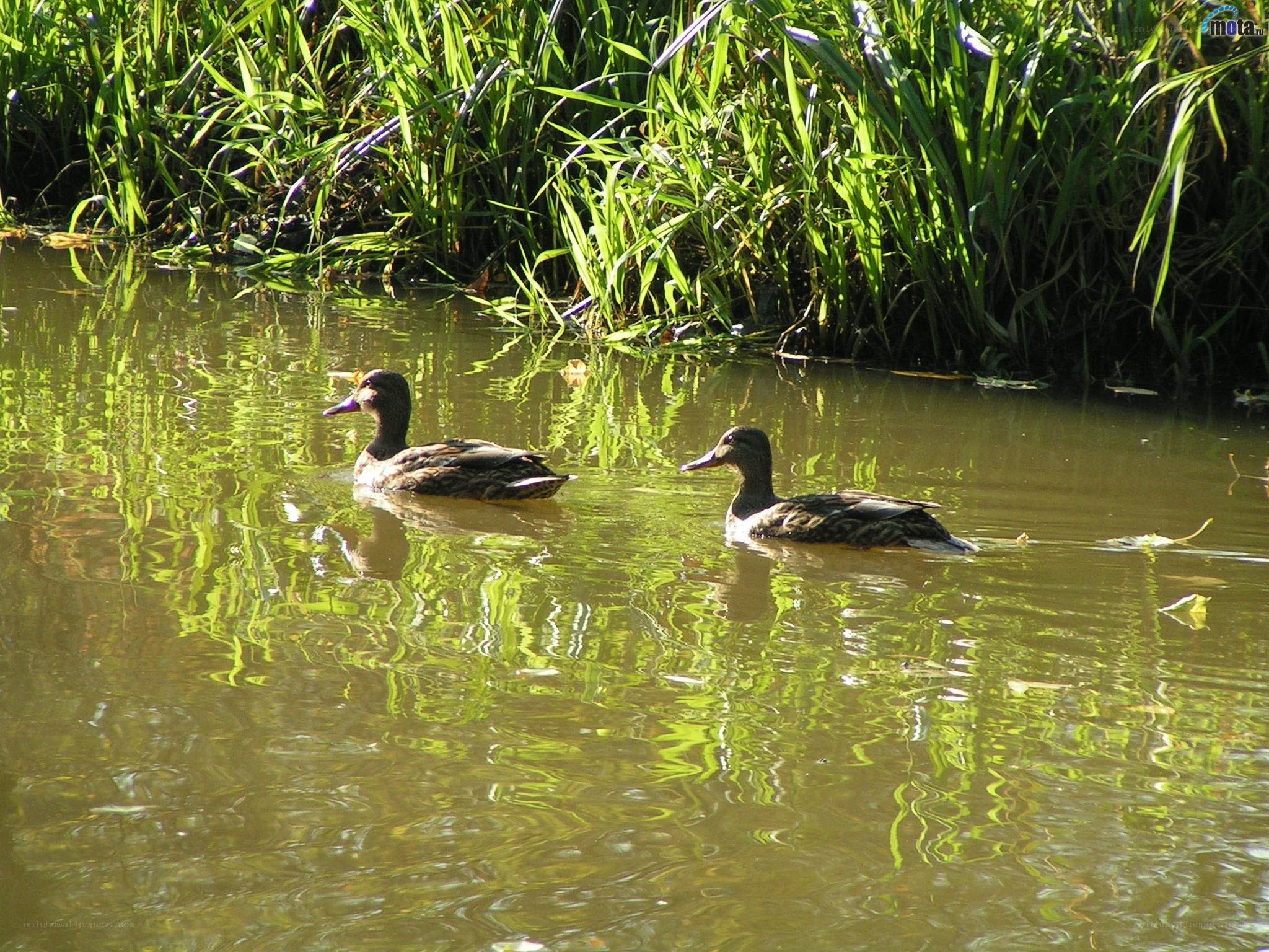 ducks swimming in a pond