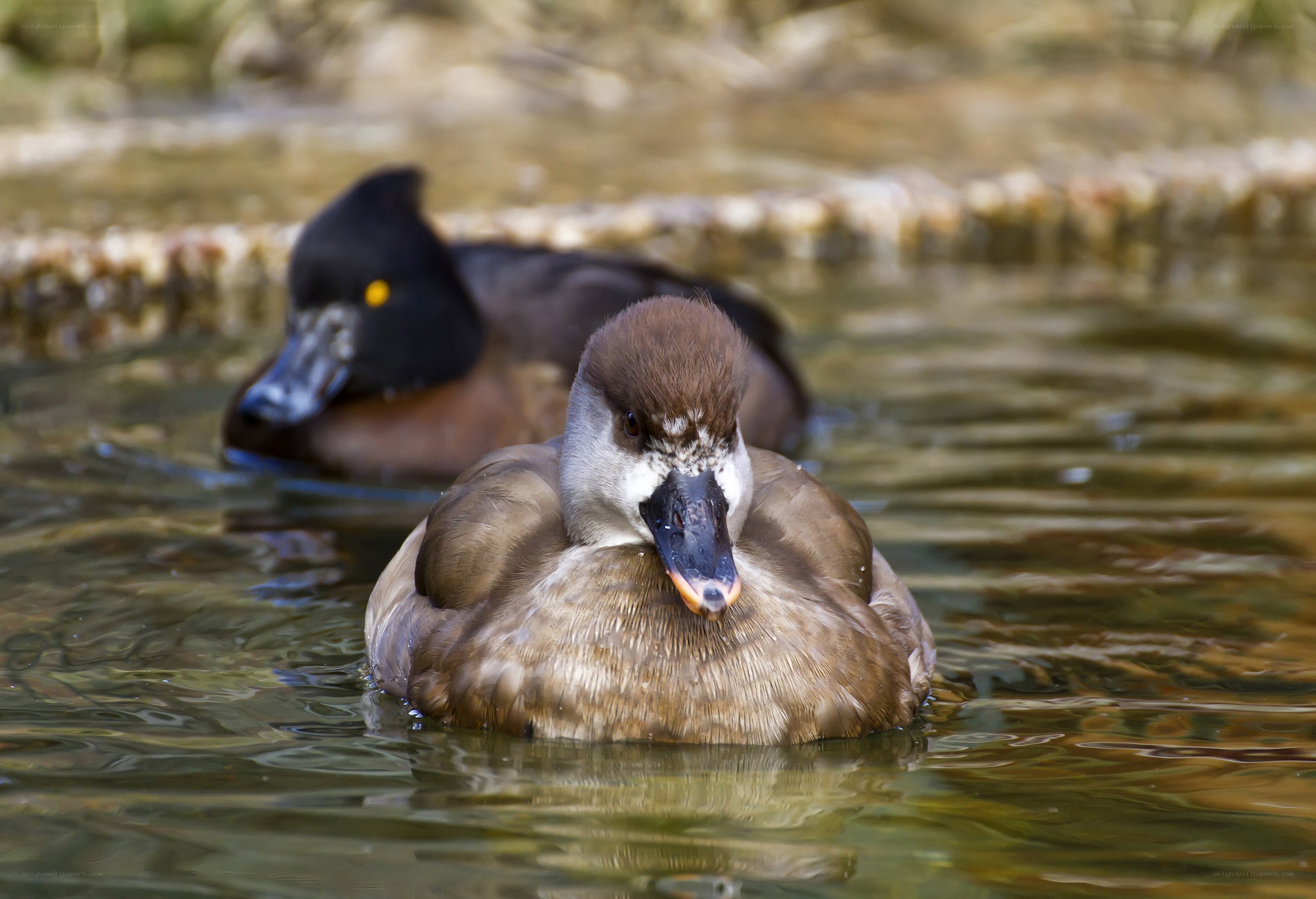 Ducks swimming in a pond