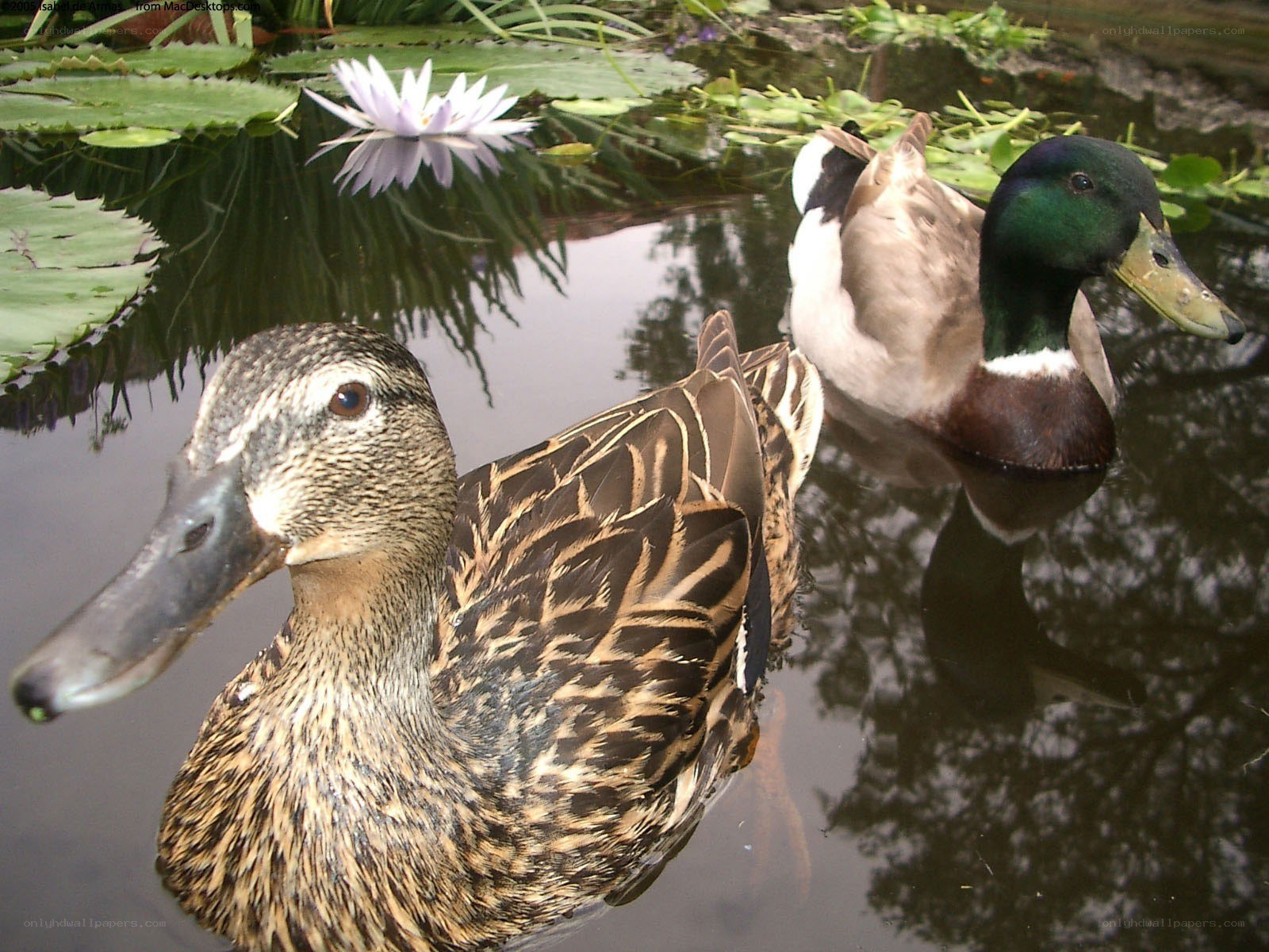 Ducks swimming in a pond