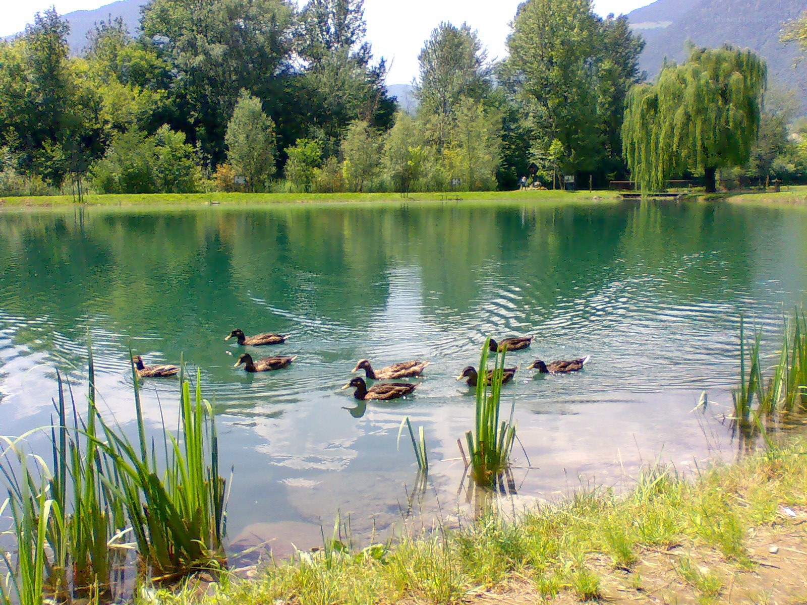 Ducks swimming in a pond