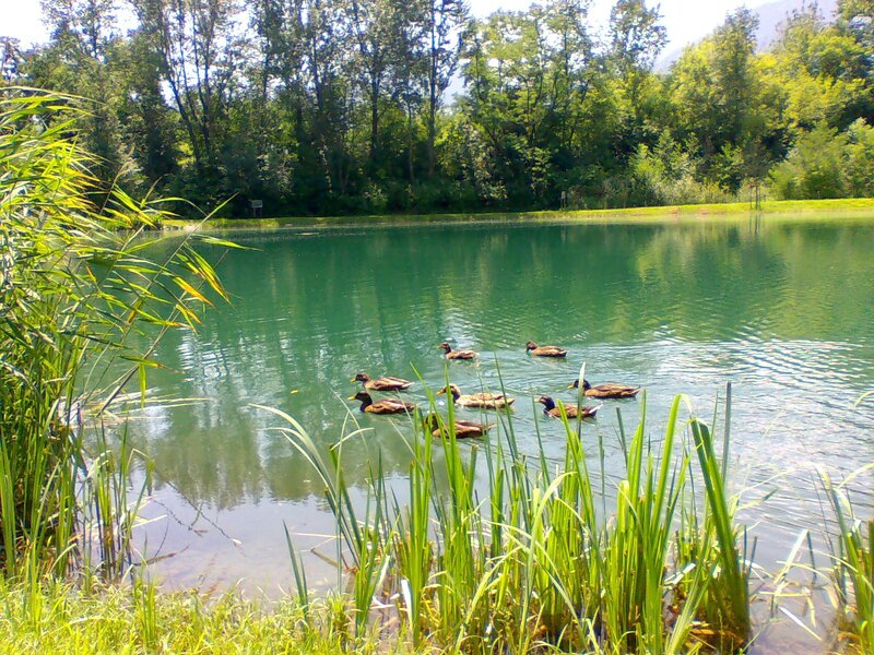 Ducks swimming in a pond