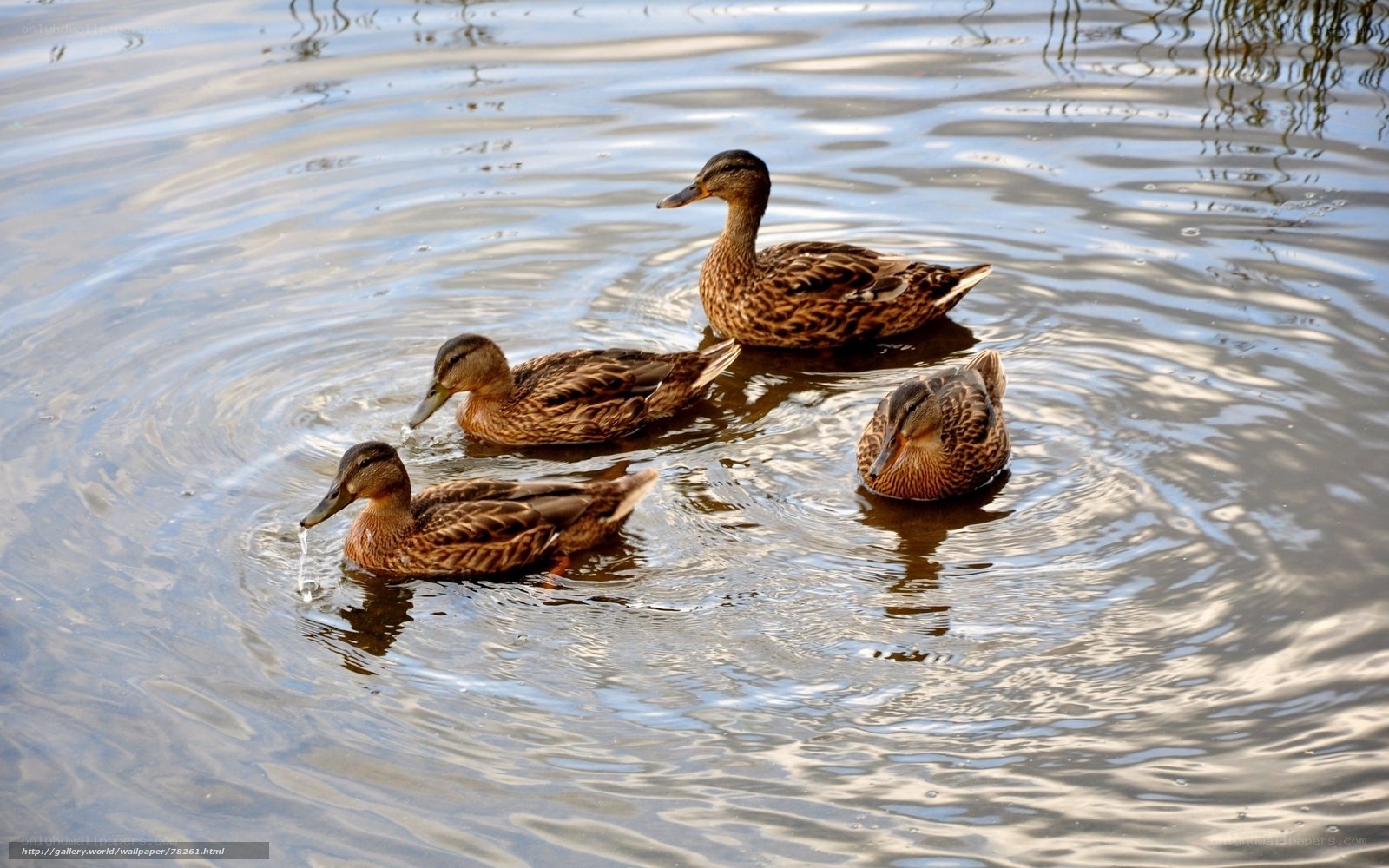 Ducks swimming in a pond