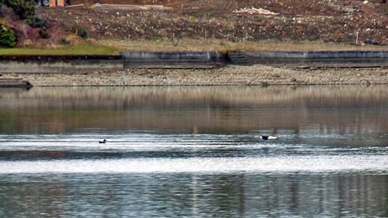 Ducks swimming in a river