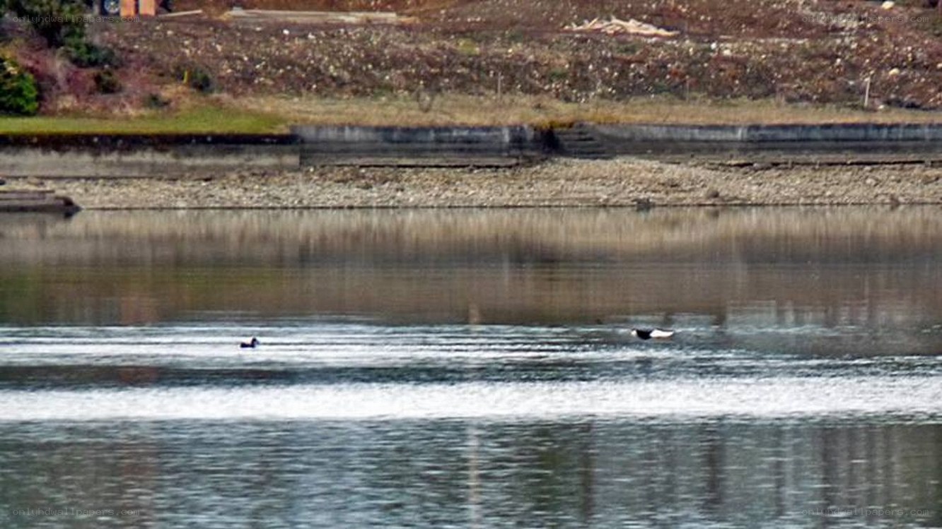 Ducks swimming in a river
