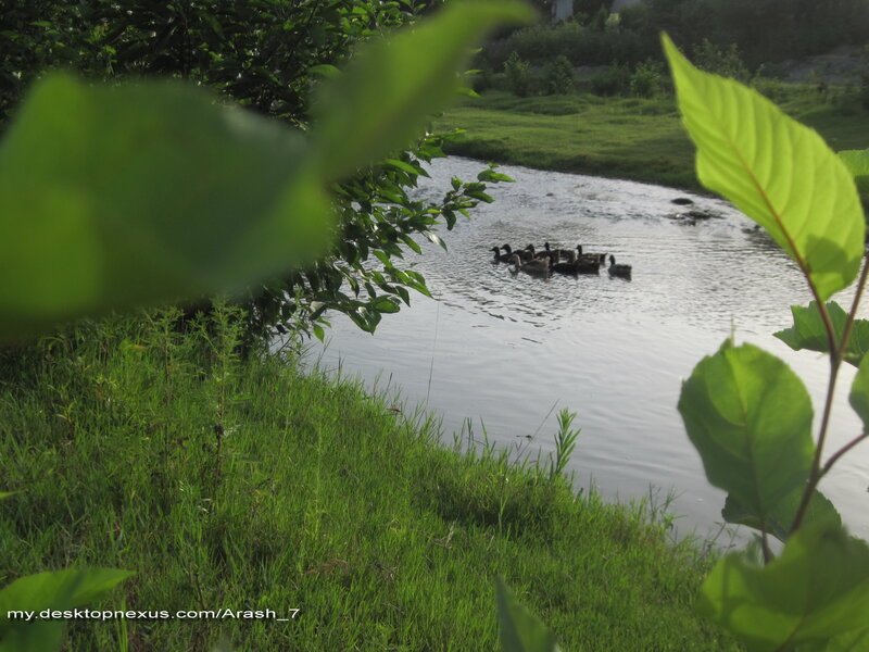 Ducks swimming in a stream