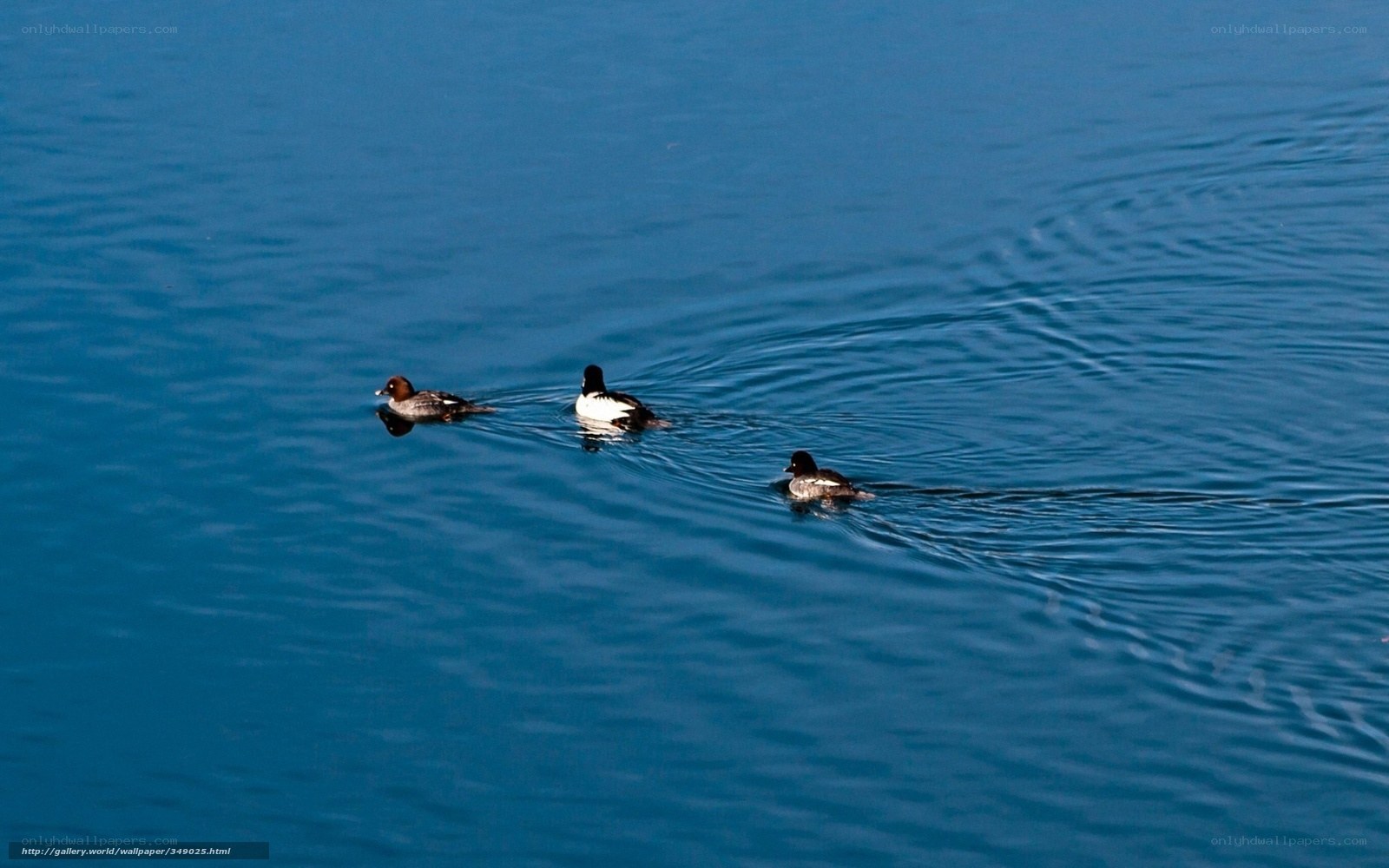 Ducks swimming in blue water