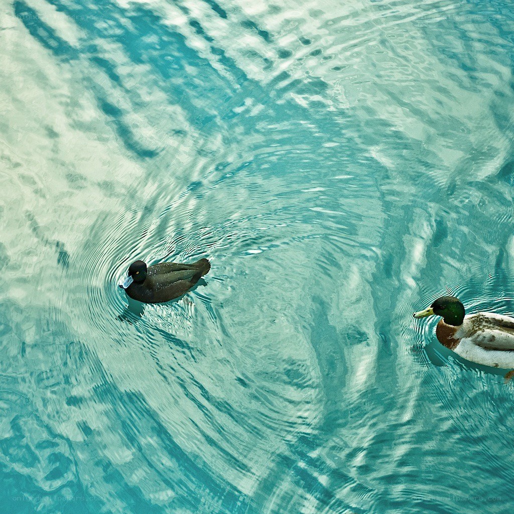 Ducks swimming in clear water