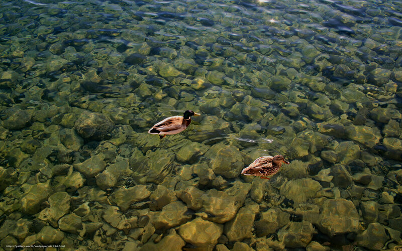 Ducks swimming in clear water