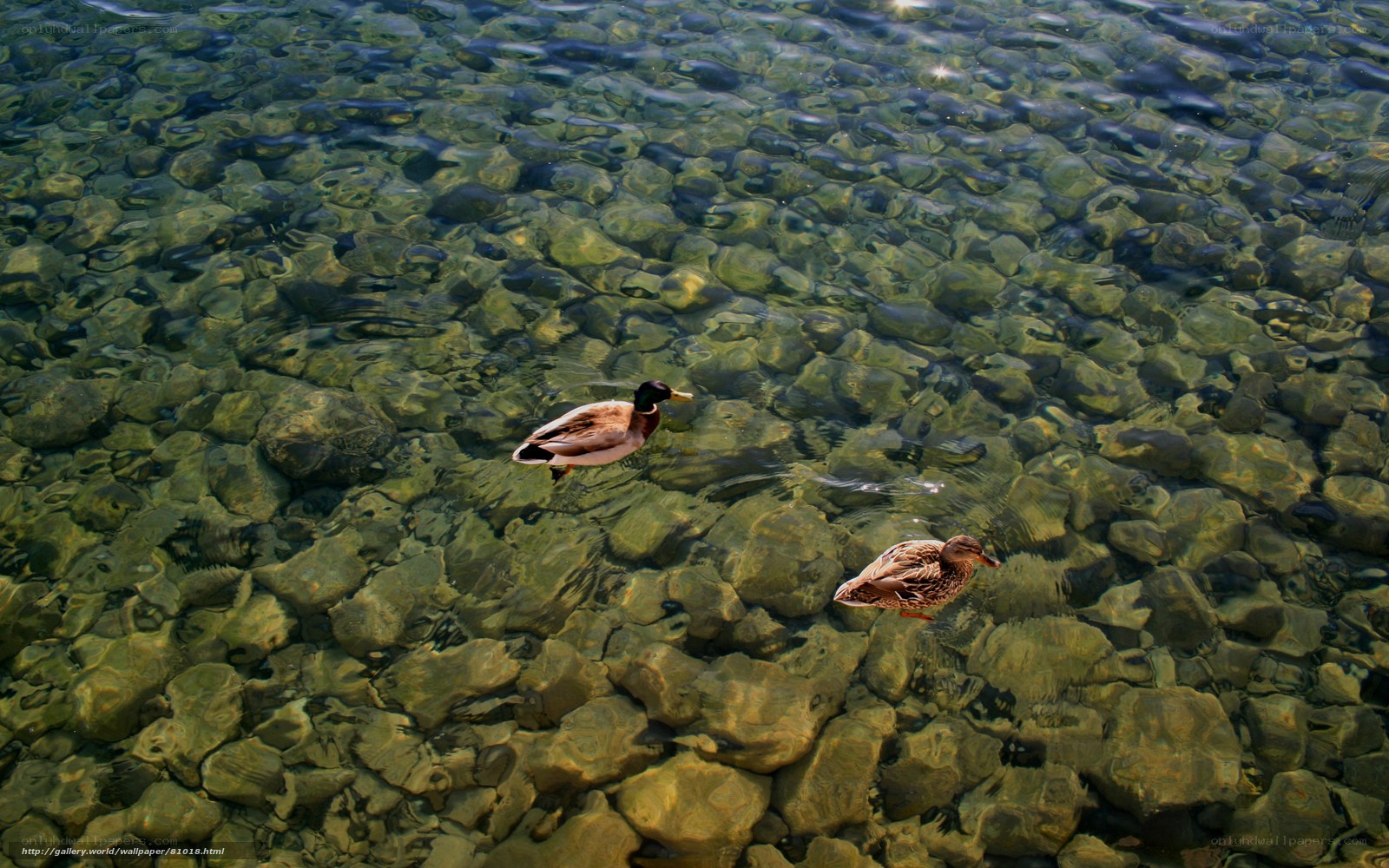 Ducks swimming in clear water