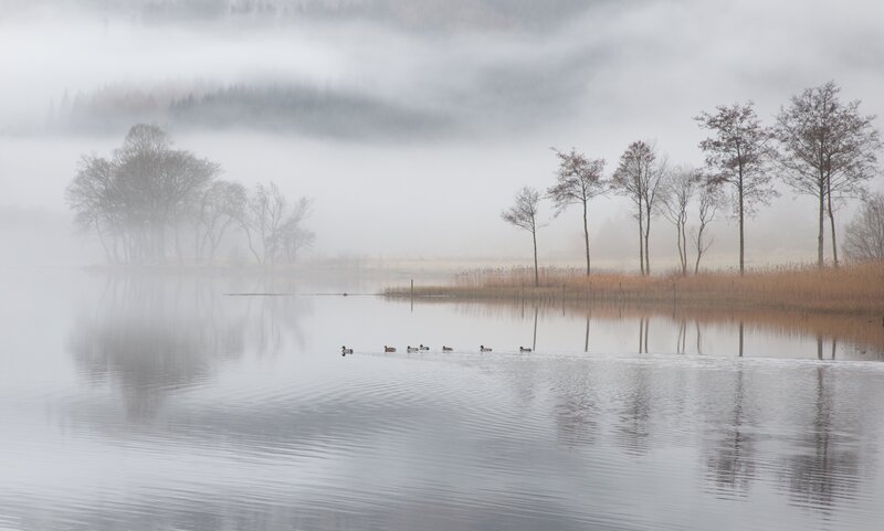 Ducks Swimming in Fog