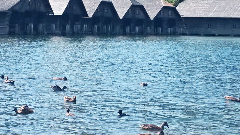 Ducks Swimming in Lake — Blue, Calm
