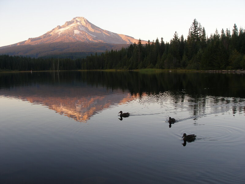 Ducks Swimming in Lake — Blue, Serene
