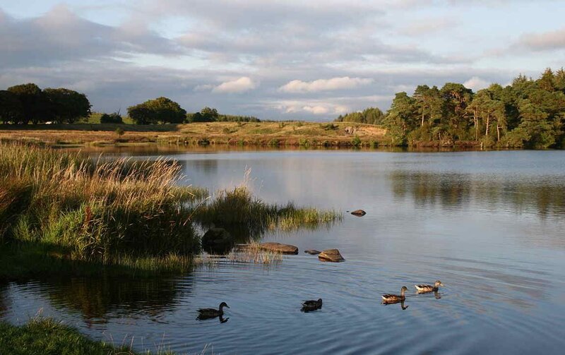Ducks Swimming in Lake — Blue