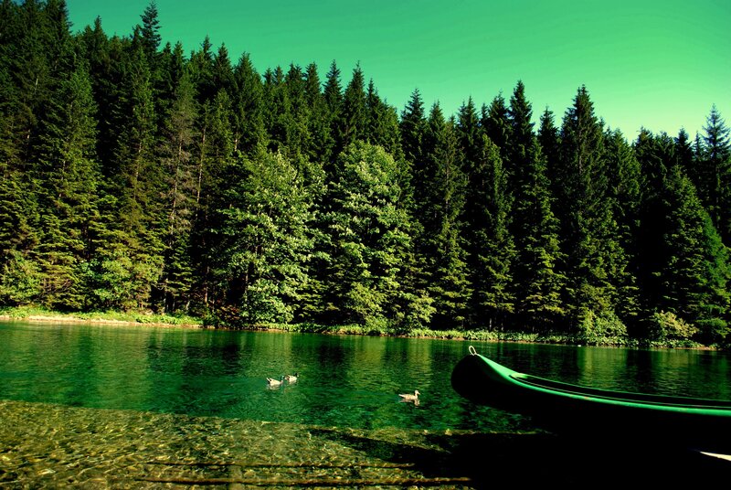 Ducks Swimming in Lake — Green, Serene, Afternoon, Photograph