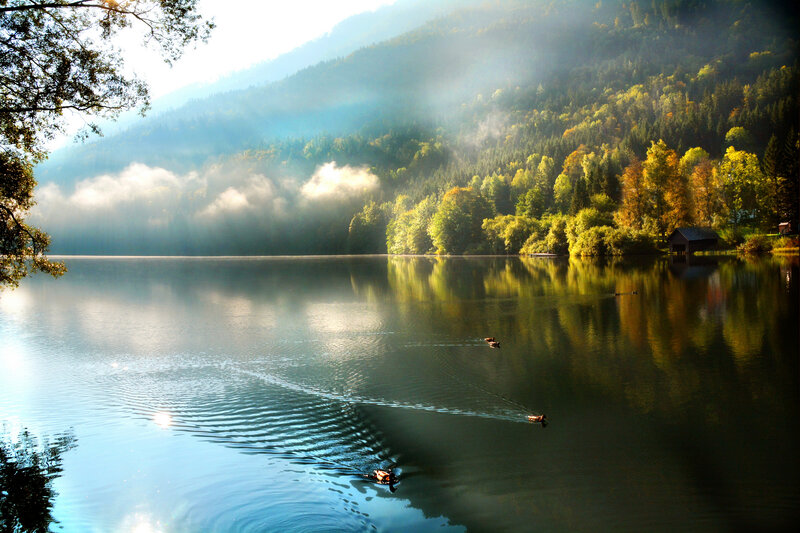 Ducks Swimming in Lake — Green, Serene, Morning, Photograph, Mountain